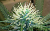 cannab