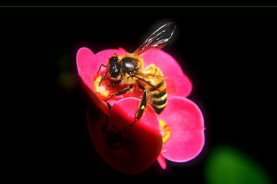 bee