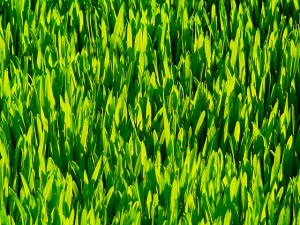 wheatgrss